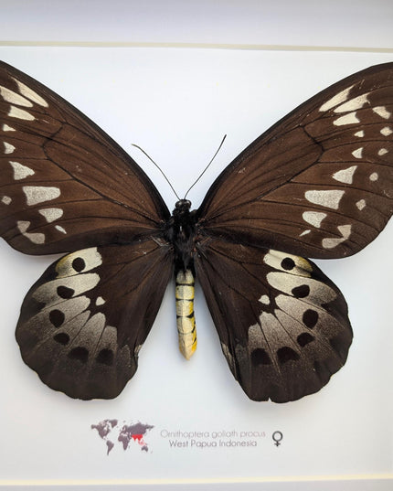 Framed Goliath Birdwing Butterfly, Ornithoptera goliath procus, Entomology Gift