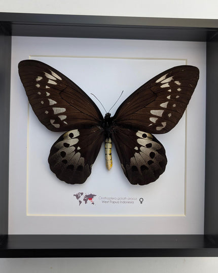 Framed Goliath Birdwing Butterfly, Ornithoptera goliath procus, Entomology Gift