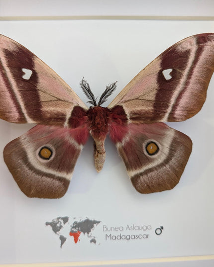 Framed madagascar emperor moth, bunaea aslauga, entomology wall art (8x8)