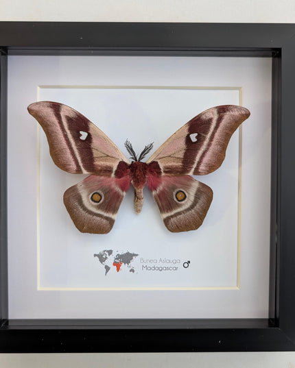Framed madagascar emperor moth, bunaea aslauga, entomology wall art (8x8)