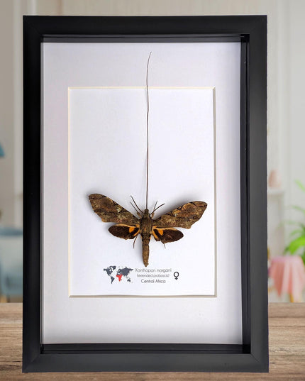 Xanthopan morganii moth display: entomology gift, bug collection (a4 size)
