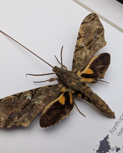 Xanthopan morganii moth display: entomology gift, bug collection (a4 size)