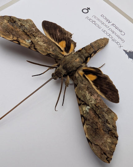 Xanthopan morganii moth display: entomology gift, bug collection (a4 size)