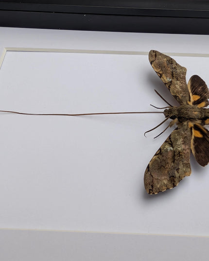 Xanthopan morganii moth display: entomology gift, bug collection (a4 size)