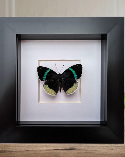 Framed perisama bomplandii butterfly taxidermy, 4" frame