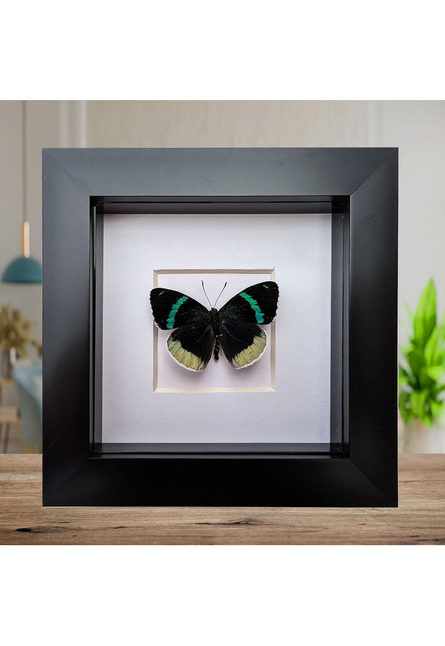 Framed perisama bomplandii butterfly taxidermy, 4" frame