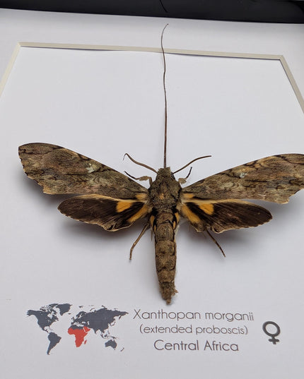 Xanthopan morganii moth display: entomology gift, bug collection (a4 size)
