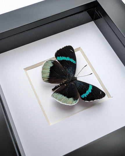 Framed perisama bomplandii butterfly taxidermy, 4" frame