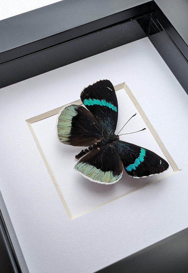 Framed perisama bomplandii butterfly taxidermy, 4" frame