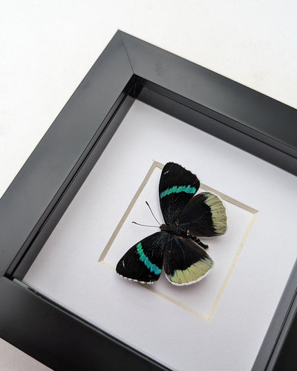 Framed perisama bomplandii butterfly taxidermy, 4" frame