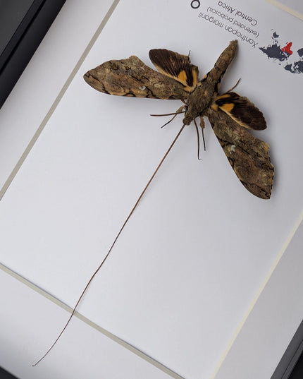Xanthopan morganii moth display: entomology gift, bug collection (a4 size)
