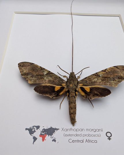 Xanthopan morganii moth display: entomology gift, bug collection (a4 size)