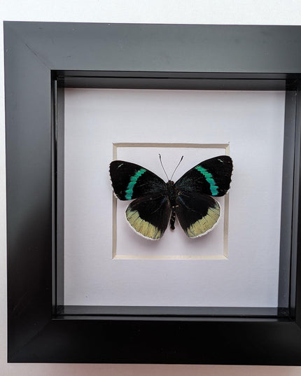 Framed perisama bomplandii butterfly taxidermy, 4" frame