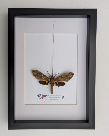 Xanthopan morganii moth display: entomology gift, bug collection (a4 size)