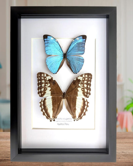 Framed Morpho Eugenia Butterfly Pair, Iridescent Blue Taxidermy Art