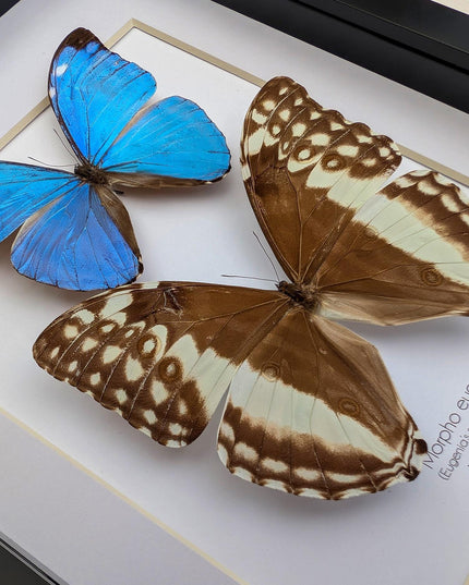 Framed Morpho Eugenia Butterfly Pair, Iridescent Blue Taxidermy Art