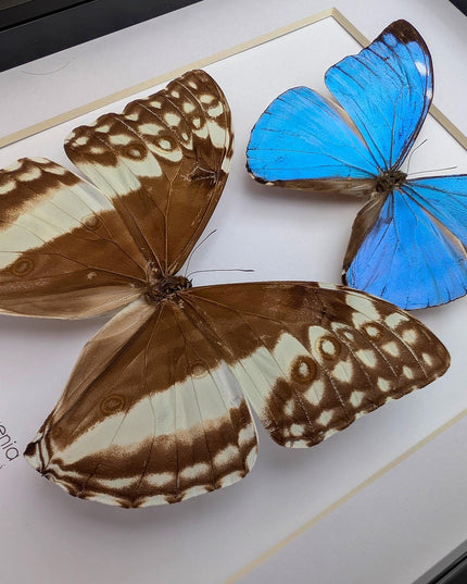 Framed Morpho Eugenia Butterfly Pair, Iridescent Blue Taxidermy Art