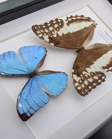 Framed Morpho Eugenia Butterfly Pair, Iridescent Blue Taxidermy Art