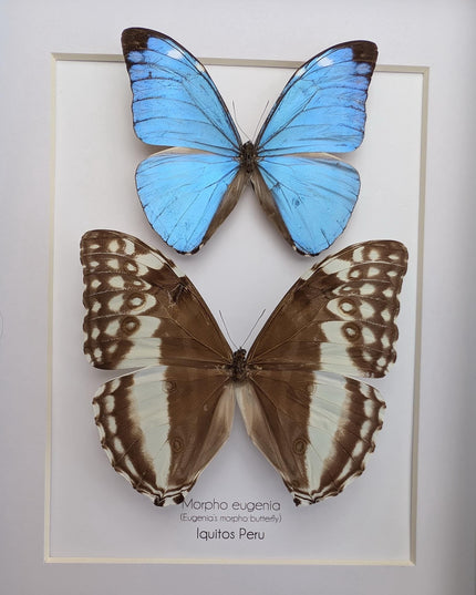 Framed Morpho Eugenia Butterfly Pair, Iridescent Blue Taxidermy Art