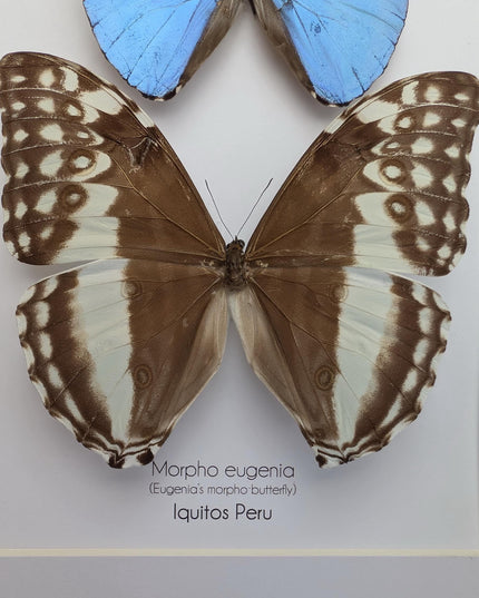 Framed Morpho Eugenia Butterfly Pair, Iridescent Blue Taxidermy Art