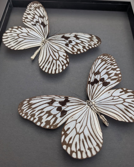 Framed Rice Paper Butterfly Taxidermy, Idea Idea X2, Entomology Gift