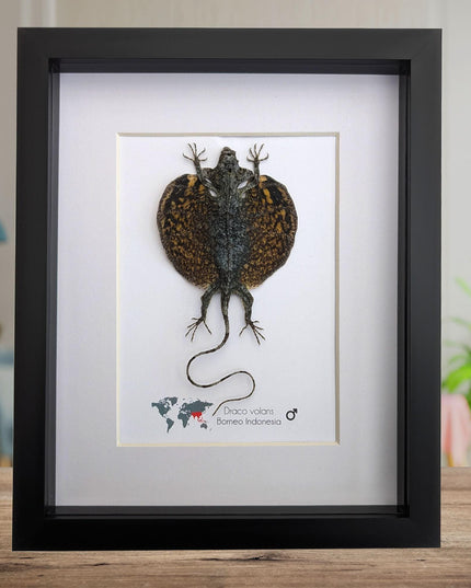 Framed flying lizard taxidermy: draco volans wall decor (8x10)