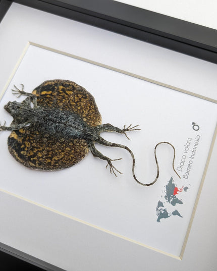 Framed flying lizard taxidermy: draco volans wall decor (8x10)