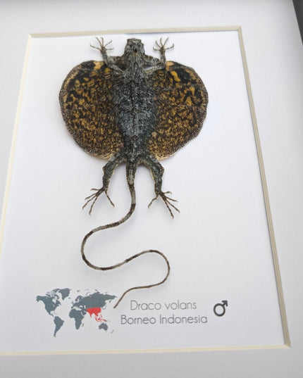 Framed flying lizard taxidermy: draco volans wall decor (8x10)