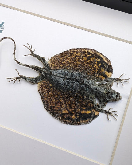 Framed flying lizard taxidermy: draco volans wall decor (8x10)