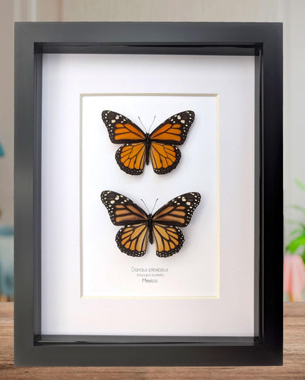 Framed Monarch Butterfly Pair, Taxidermy Entomology Display, 8x10 Nature Art
