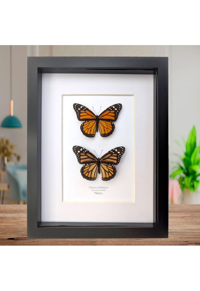 Framed Monarch Butterfly Pair, Taxidermy Entomology Display, 8x10 Nature Art