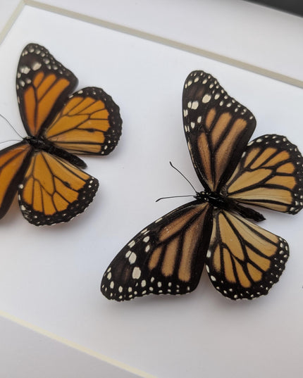 Framed Monarch Butterfly Pair, Taxidermy Entomology Display, 8x10 Nature Art