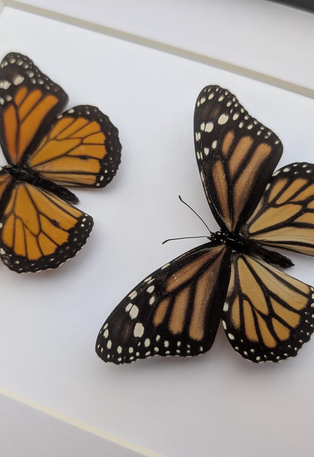 Framed Monarch Butterfly Pair, Taxidermy Entomology Display, 8x10 Nature Art