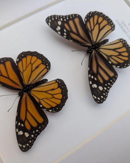 Framed Monarch Butterfly Pair, Taxidermy Entomology Display, 8x10 Nature Art