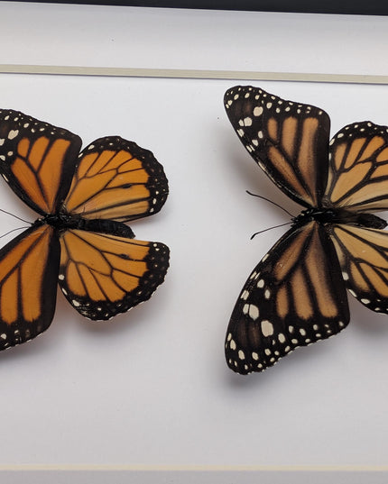 Framed Monarch Butterfly Pair, Taxidermy Entomology Display, 8x10 Nature Art