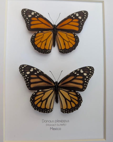 Framed Monarch Butterfly Pair, Taxidermy Entomology Display, 8x10 Nature Art
