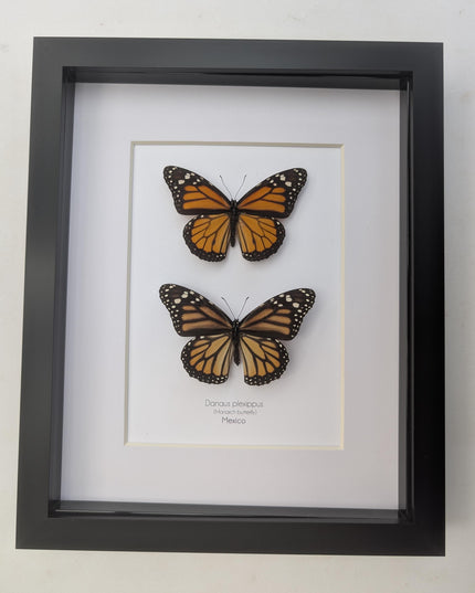 Framed Monarch Butterfly Pair, Taxidermy Entomology Display, 8x10 Nature Art