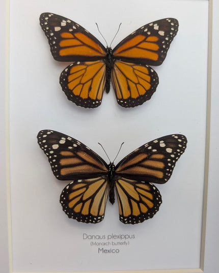 Framed Monarch Butterfly Pair, Taxidermy Entomology Display, 8x10 Nature Art