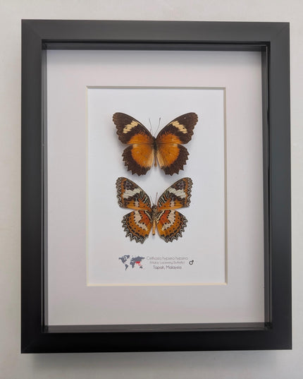Framed Monarch Butterfly Pair, Taxidermy Entomology Display, 8x10 Nature Art