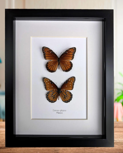 Framed queen butterfly taxidermy: entomology gift, 8x10"