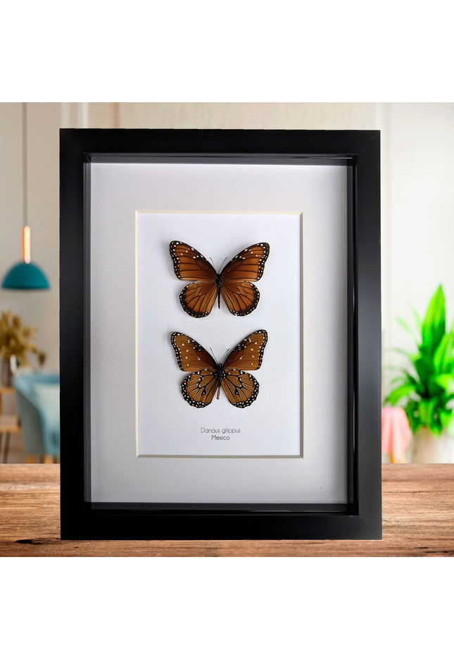 Framed queen butterfly taxidermy: entomology gift, 8x10"