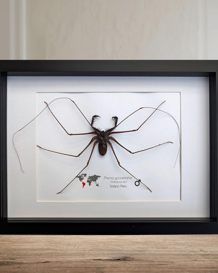 Framed whip spider taxidermy, ethically sourced entomology gift