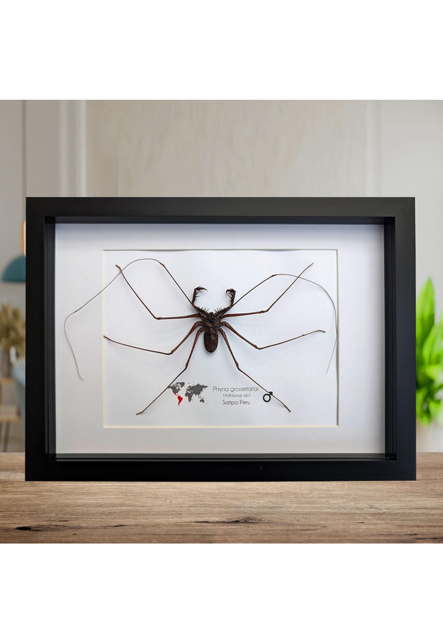Framed whip spider taxidermy, ethically sourced entomology gift