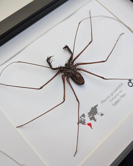 Framed whip spider taxidermy, ethically sourced entomology gift