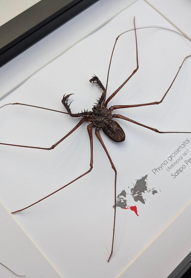 Framed whip spider taxidermy, ethically sourced entomology gift