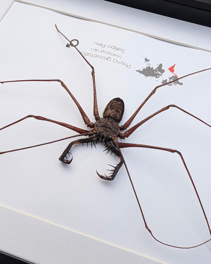 Framed whip spider taxidermy, ethically sourced entomology gift