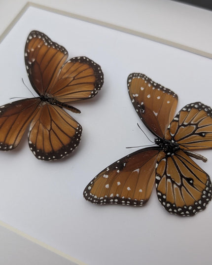 Framed queen butterfly taxidermy: entomology gift, 8x10"