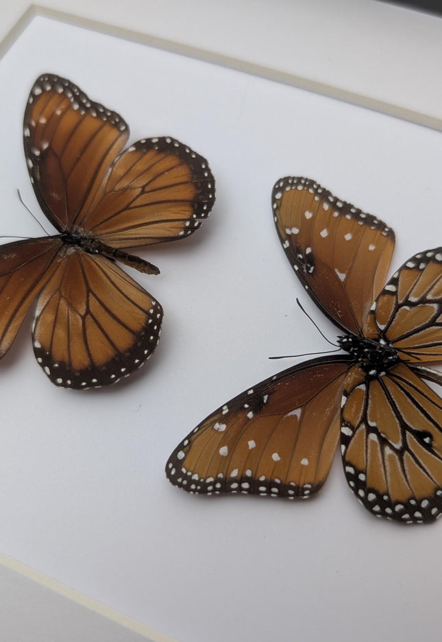 Framed queen butterfly taxidermy: entomology gift, 8x10"
