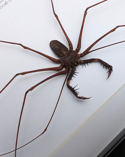 Framed whip spider taxidermy, ethically sourced entomology gift