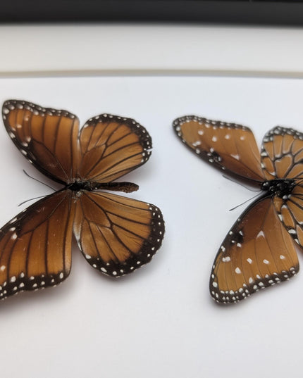 Framed queen butterfly taxidermy: entomology gift, 8x10"